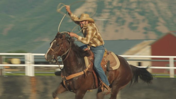 犹他州牛仔用绳子拴小牛