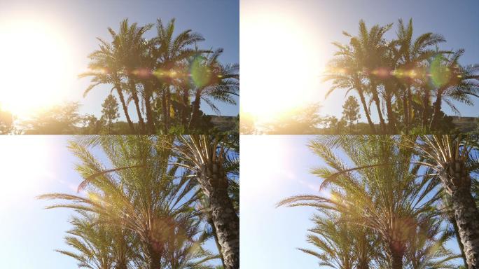 阳光下的棕榈树旅游度假光斑烈日