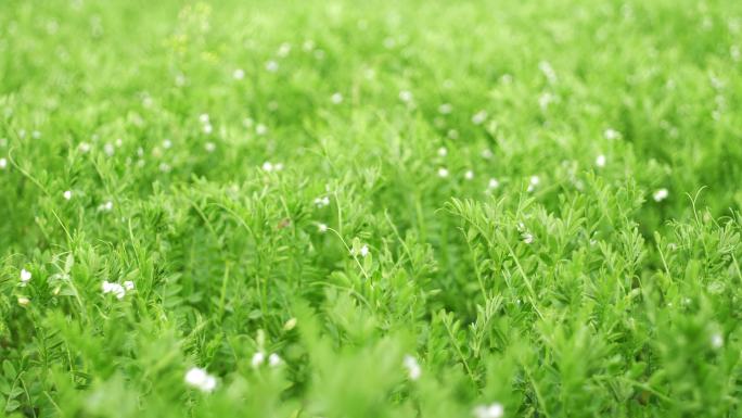 紫花苜蓿生态环境种植业农业牧草