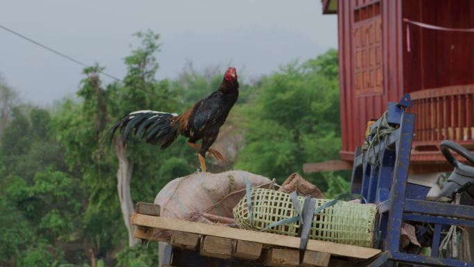 老挝农村的公鸡 斗鸡