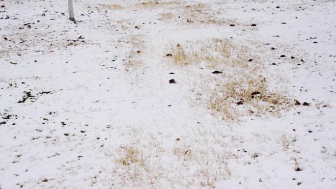 4K北方冬天大雪中的草地实拍视频