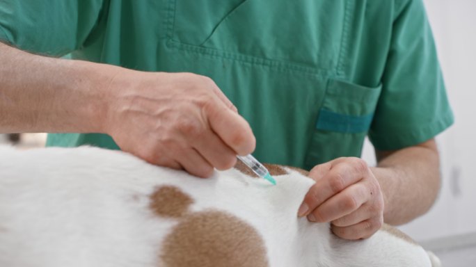一只英国斗牛犬被兽医注射疫苗