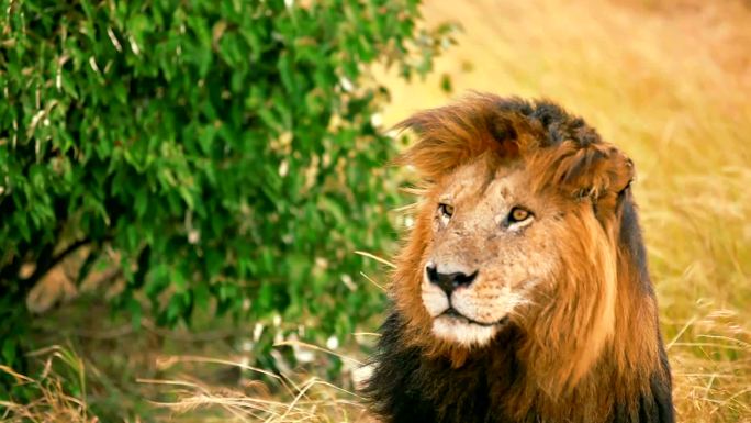 马赛马拉的雄狮雄狮动物世界野生动物