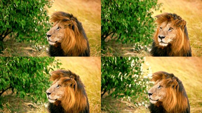 马赛马拉的雄狮雄狮动物世界野生动物