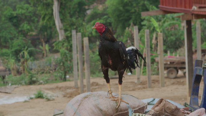 老挝农村的公鸡 斗鸡