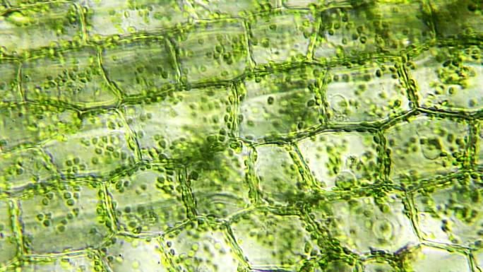 显微观察的水生植物叶