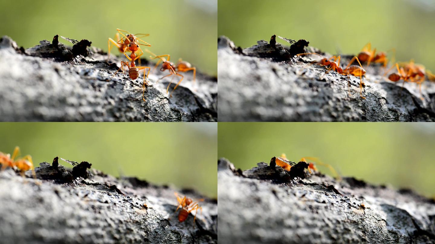红蚁动物野生动物蚂蚁