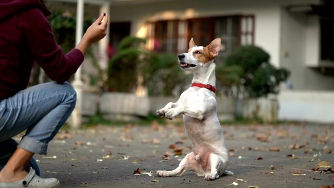 杰克·罗素猎犬乞讨款待的慢镜头侧角镜头