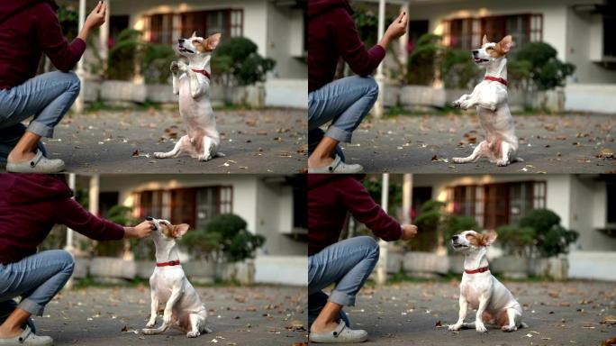杰克·罗素猎犬乞讨款待的慢镜头侧角镜头
