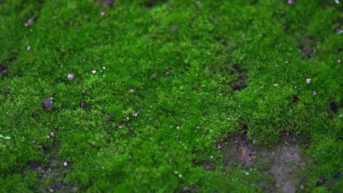 苔藓-松林地面覆盖着一层茂密的苔藓