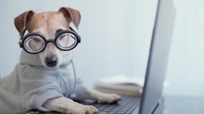 使用笔记本电脑的小狗