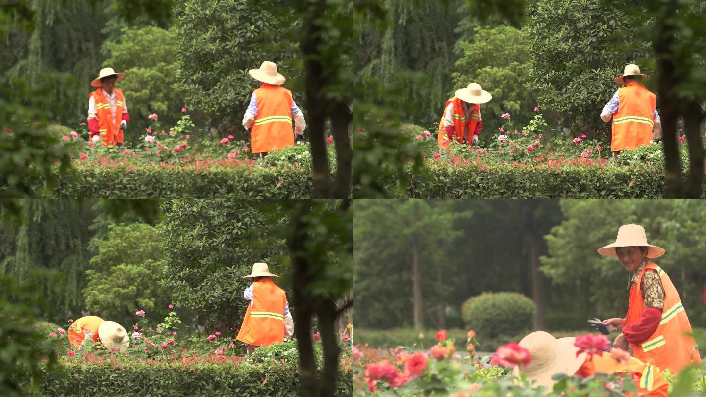 生态文明城市、街道鲜花种植、城市绿化