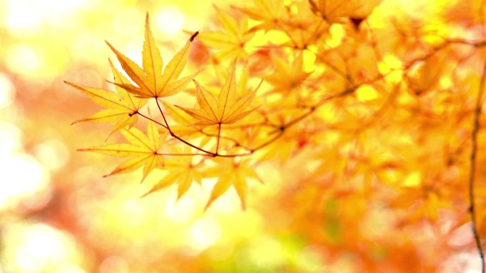 枫树美景秋季秋景枫叶红叶秋天空镜