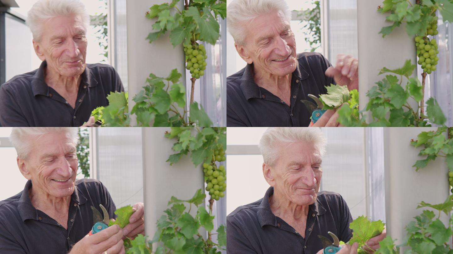 退休男子在花园里检查葡萄的叶子