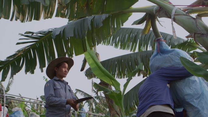 老挝香蕉种植园的农民采摘香蕉