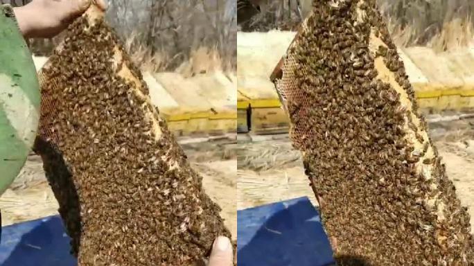 养蜂人检查蜜蜂