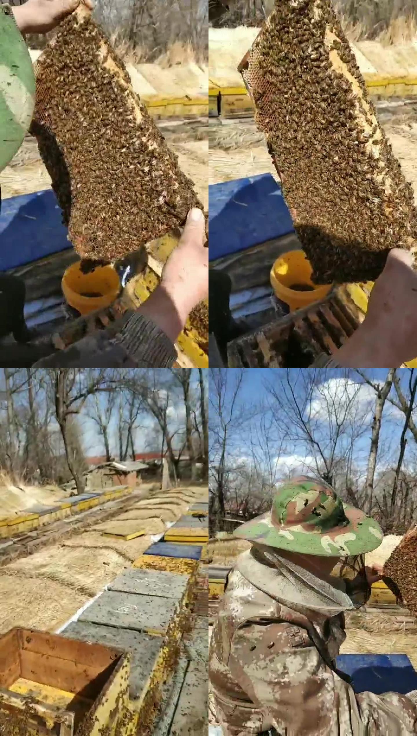 养蜂人检查蜜蜂
