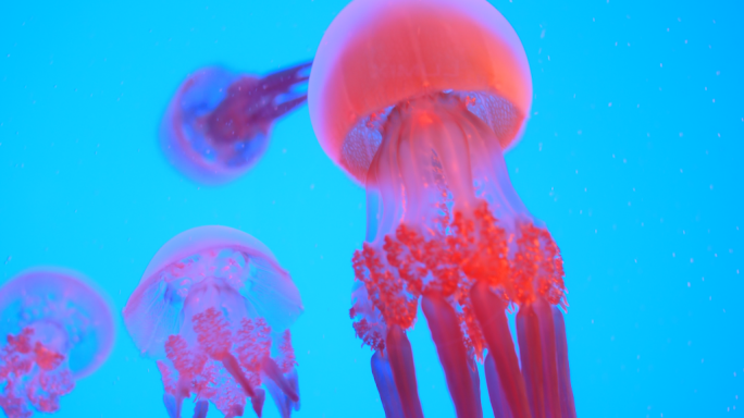 唯美粉红色水母浮游生物