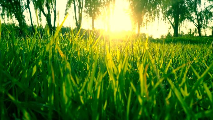 阳光和草自然之美种子草地