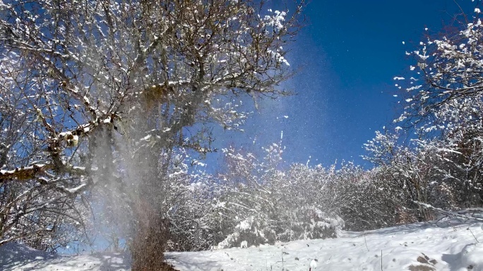 川西高原蓝天雪景树上积雪飘落升格慢动作