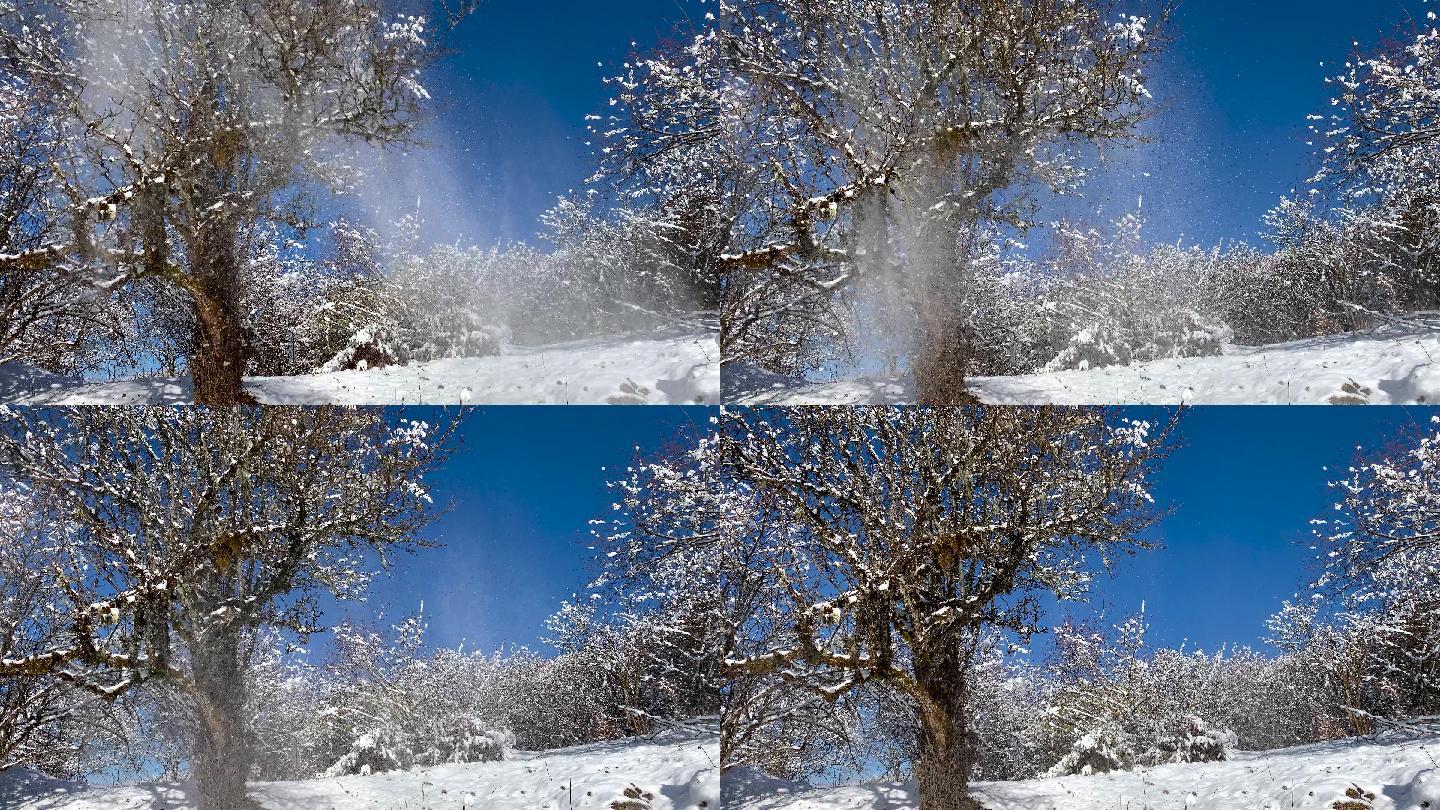 川西高原蓝天雪景树上积雪飘落升格慢动作