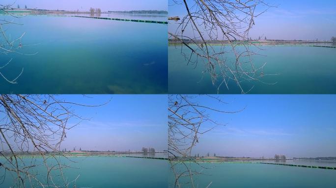 【4K超清】武汉湖泊杜公湖湿地鸟类