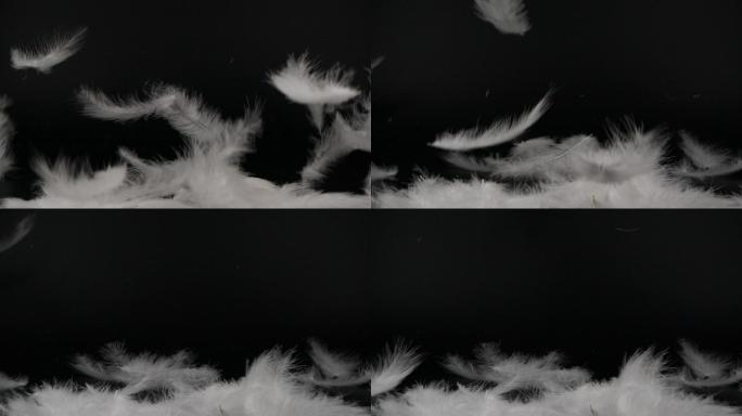 白色蓬松的羽毛落在黑色背景上