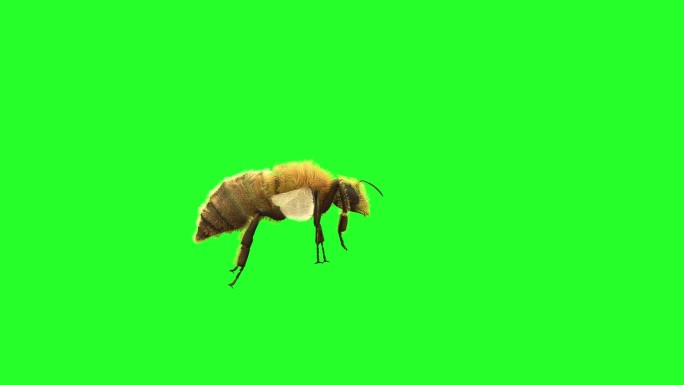 一只蜜蜂在绿色背景上飞行