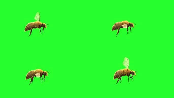 一只蜜蜂在绿色背景上飞行