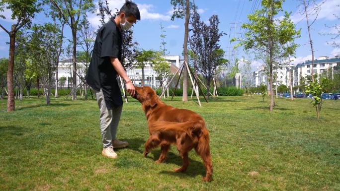 爱尔兰长毛猎犬宠物狗与主人玩耍