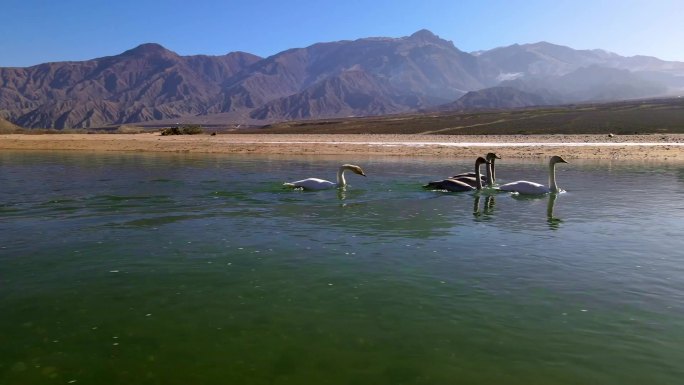 原创视频 黄河上游的生态