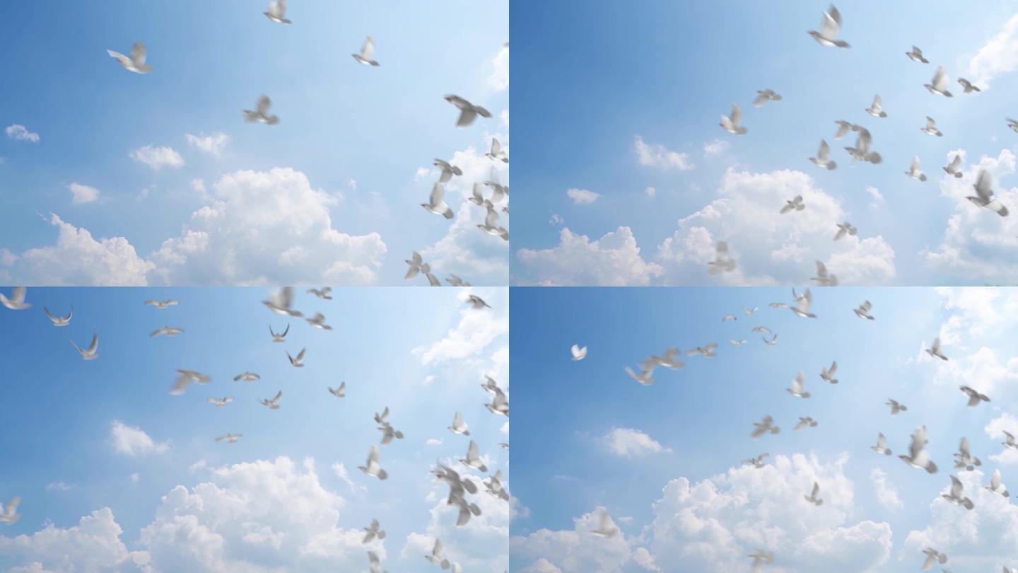 白鸽飞翔和平鸽起飞飞鸟成群鸽子飞翔梦想