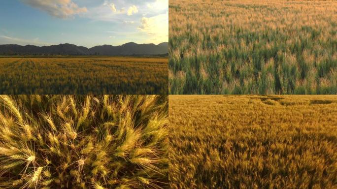 夕阳下的麦子地 小麦黄了 丰收在望的麦田