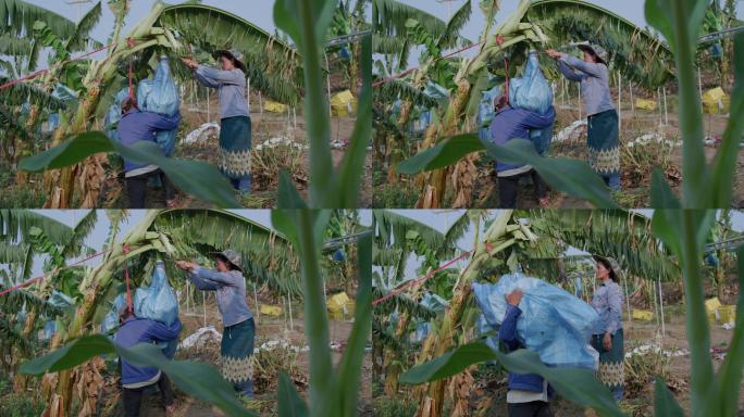 老挝香蕉种植园的农民采摘香蕉