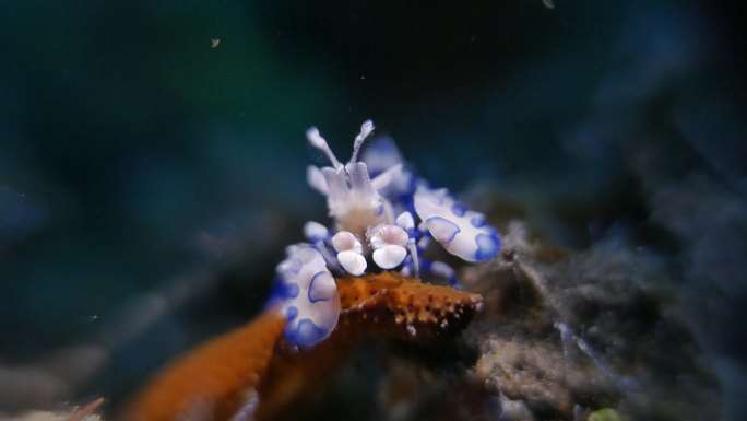 小丑虾将食物海星搬到了家中