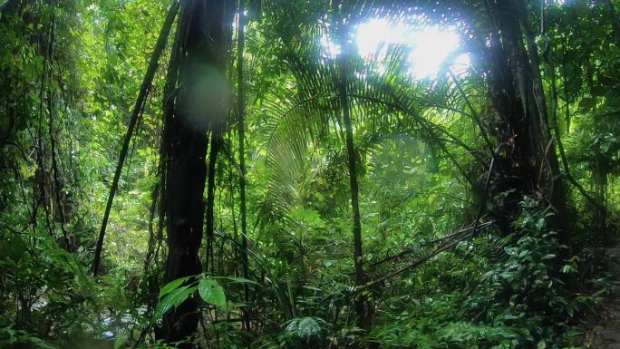 穿越热带雨林唯美阳光森林早晨风景树叶逆光