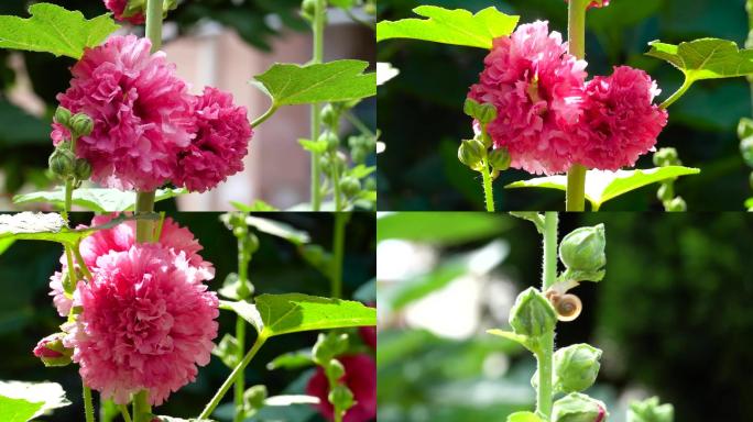 蜀葵花、花儿开放、花朵特写 01