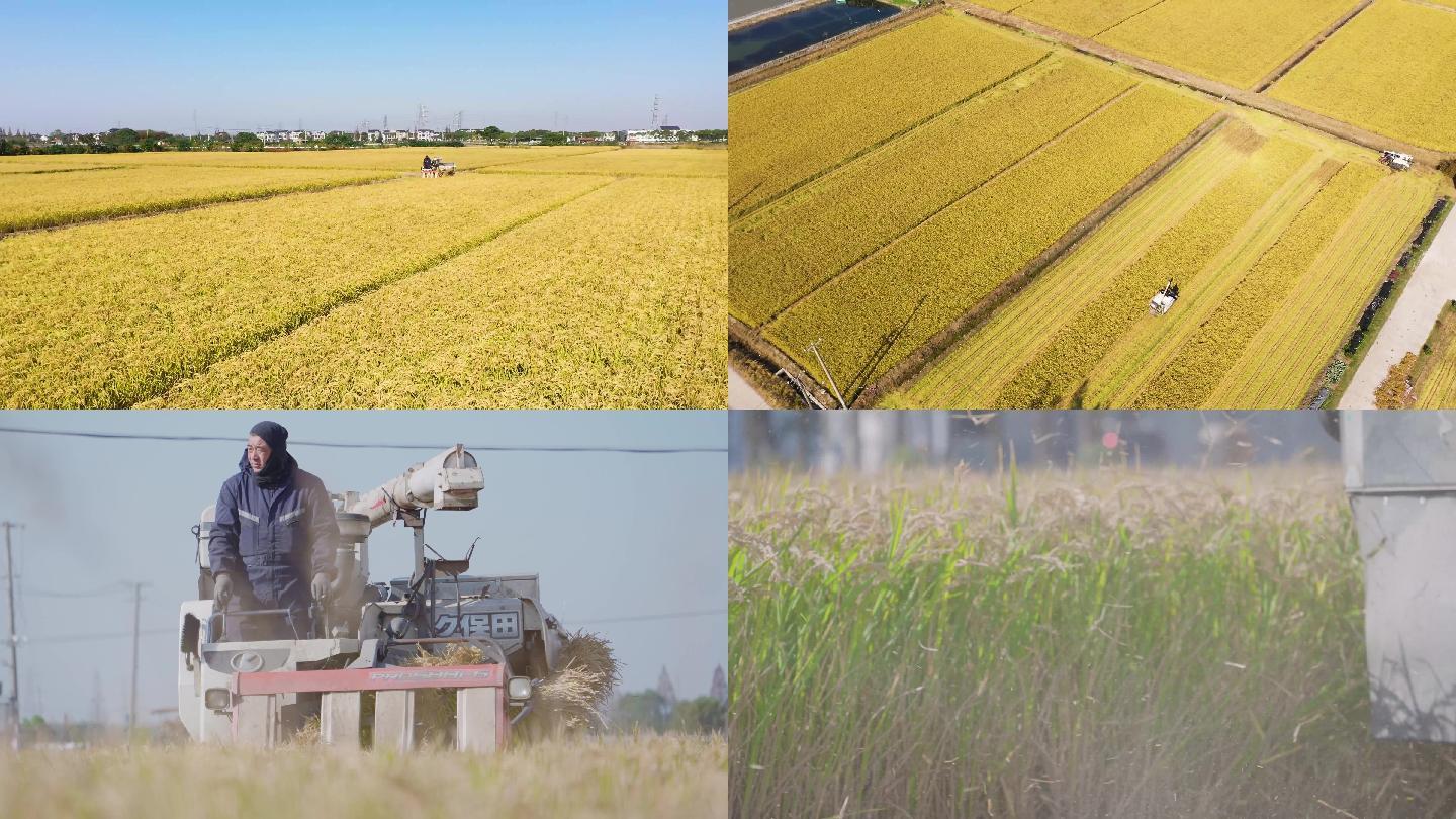 4K农业水稻收割乡村振兴