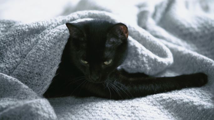 可爱的黑色小猫躺在床上，裹着毯子