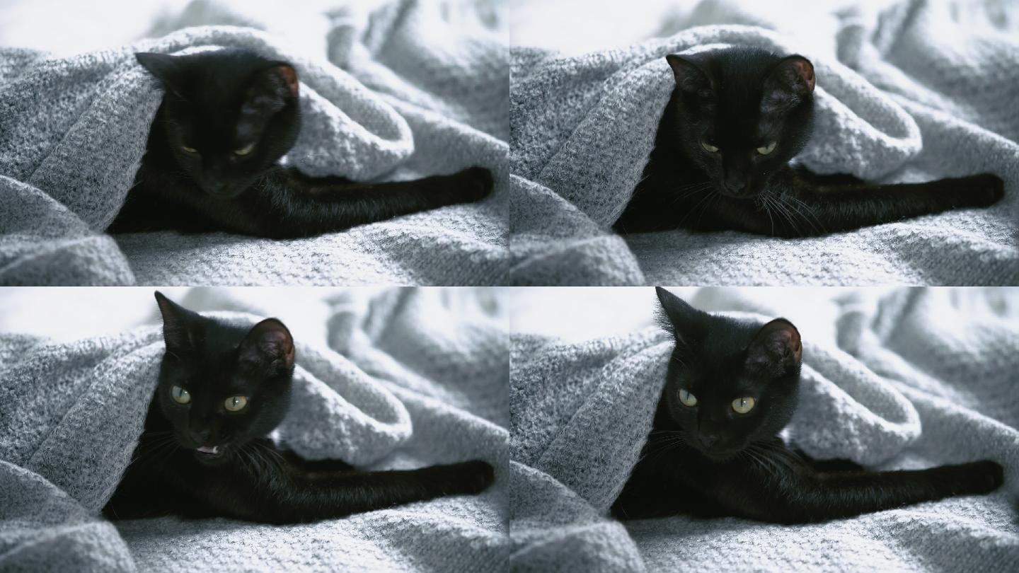 可爱的黑色小猫躺在床上，裹着毯子