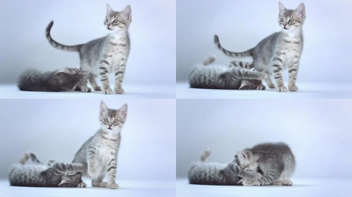 有趣的小猫喵星人灰猫幼猫视频