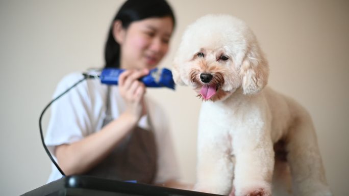 宠物美容师为一只贵宾狗做美容