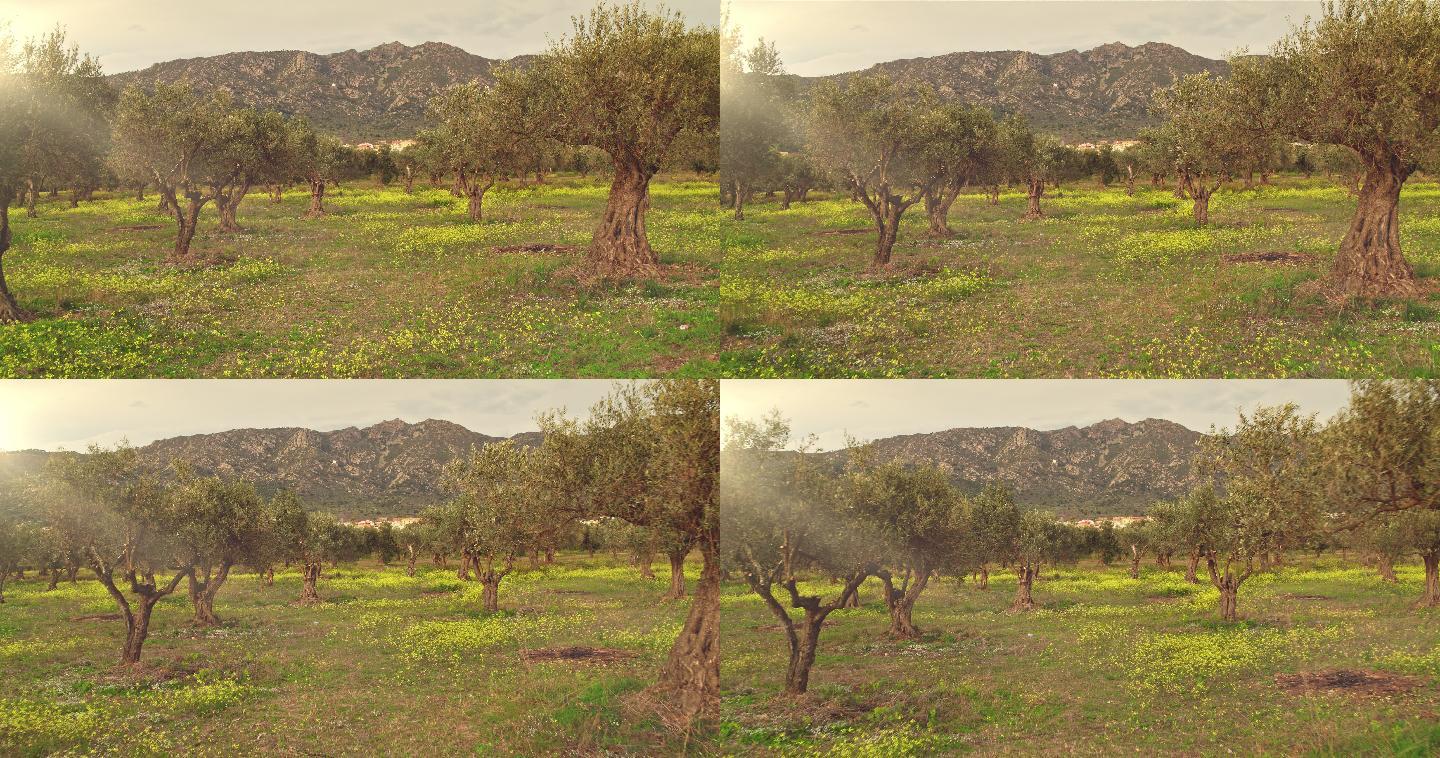 日落时橄榄树林的实时视频