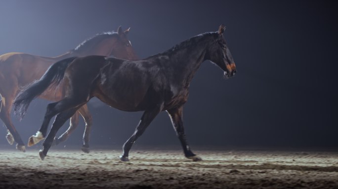 晚上马匹在奔跑马儿骏马驰骋飞奔奔腾