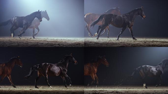 晚上马匹在奔跑马儿骏马驰骋飞奔奔腾