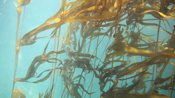 海带海带海底植物野生海带