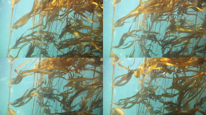 海带海带海底植物野生海带