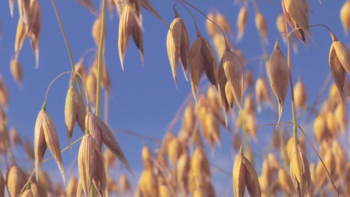 燕麦产地基地产业种植丰收麦片庄稼粮食