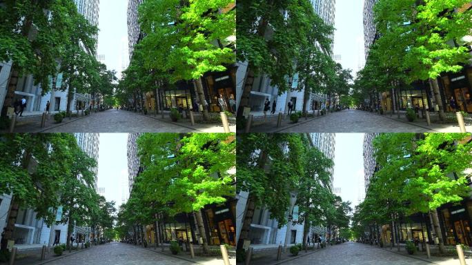 城市街道街头行道树绿化