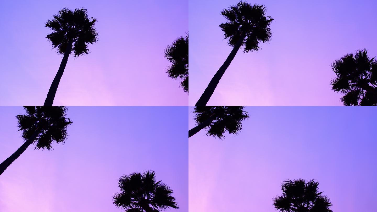 紫色天空下的棕榈树